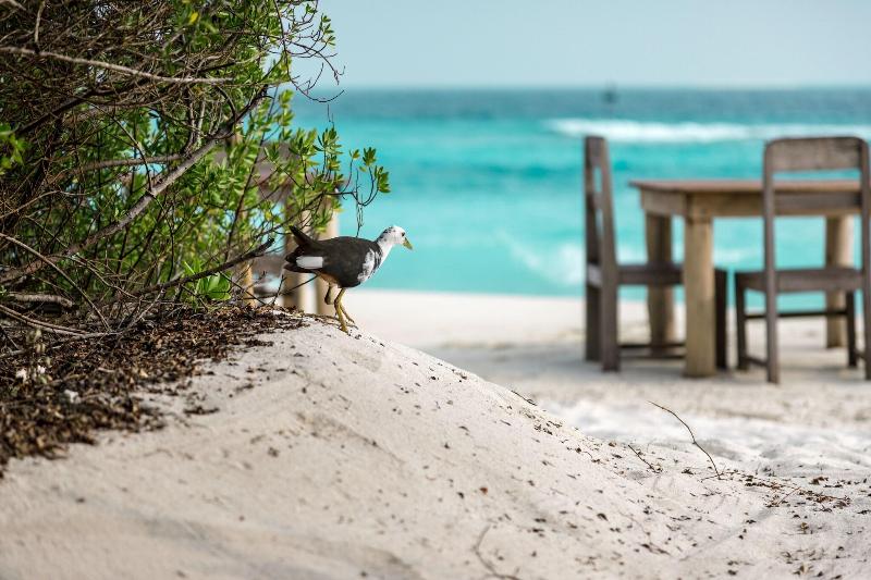 Soneva Fushi - Plaj