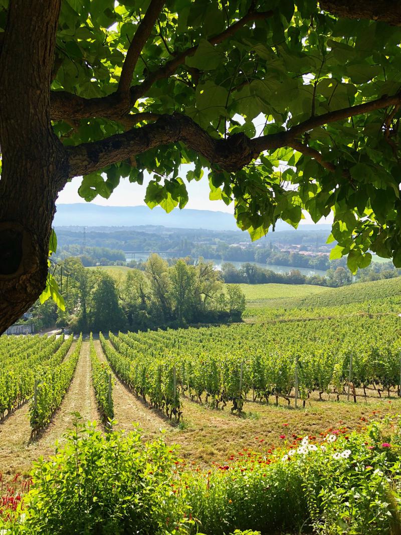 Domaine de Chateauvieux - Genel