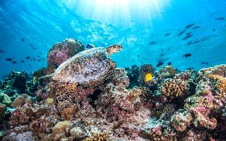 Ozen Reserve Bolifushi, South Male Atoll fotoÄŸrafÄ±