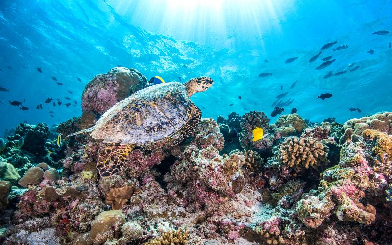 Ozen Reserve Bolifushi, South Male Atoll - Aktivite