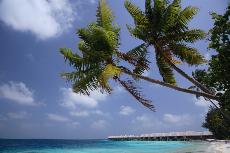 Coco Bodu Hithi - Aktivite