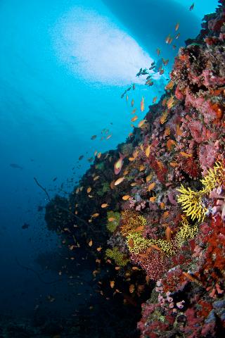 Coco Bodu Hithi fotoÄŸrafÄ±