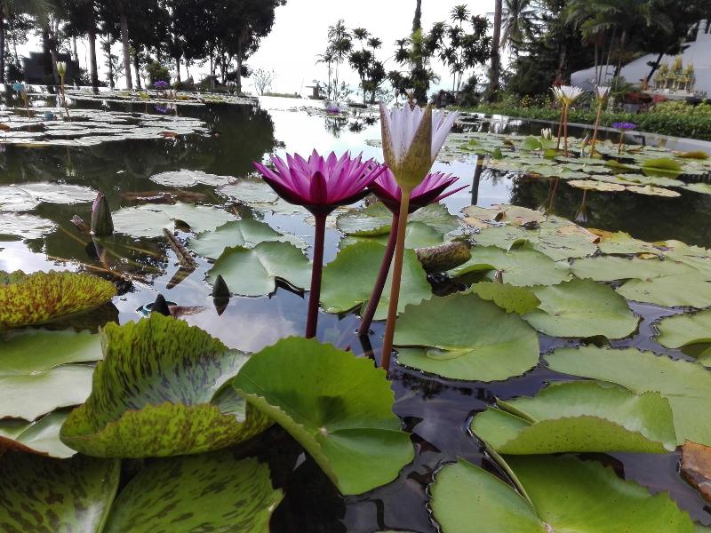 Arawan Krabi Beach Resort - Genel