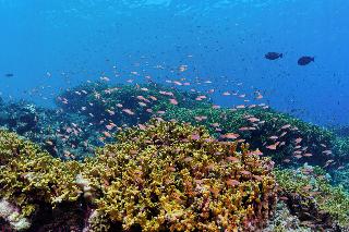 Canareef Resort Maldives fotoÄŸrafÄ±