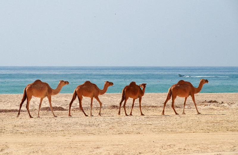 Crowne Plaza Resort Salalah - Genel