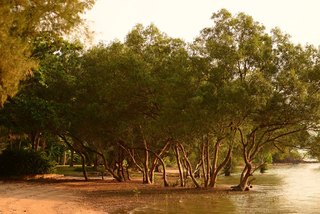 The Mangrove by Blu Monkey fotoÄŸrafÄ±