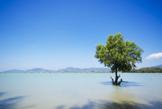 The Mangrove by Blu Monkey fotoÄŸrafÄ±