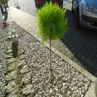 Pombeira fotoÄŸrafÄ±