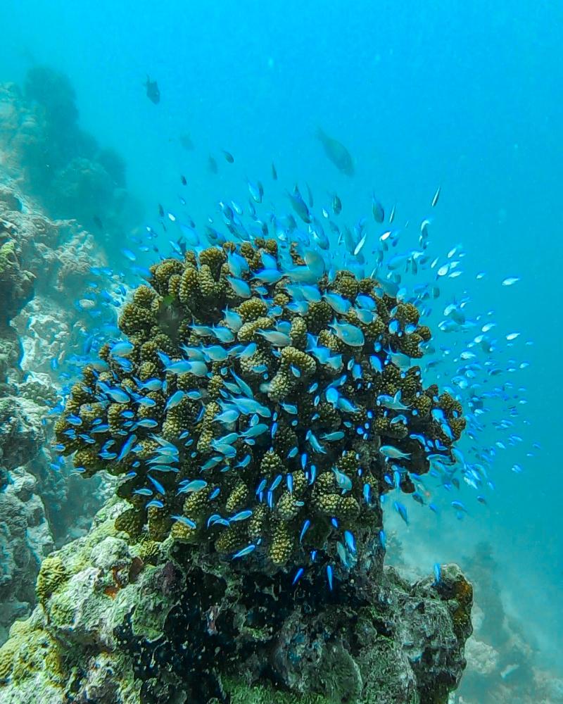 Kihaa Maldives - Aktivite