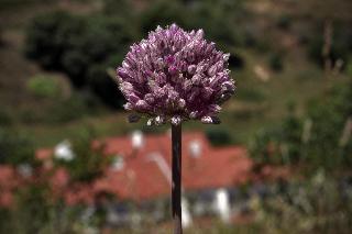 Quinta do Chocalhinho fotoÄŸrafÄ±