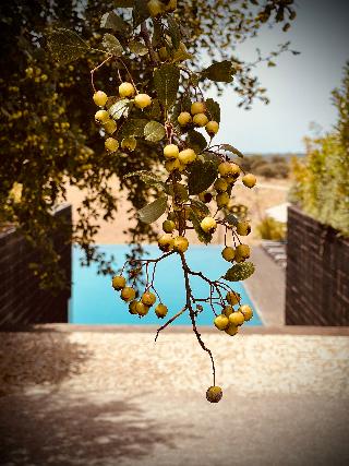 Herdade da Cortesia Hotel fotoÄŸrafÄ±