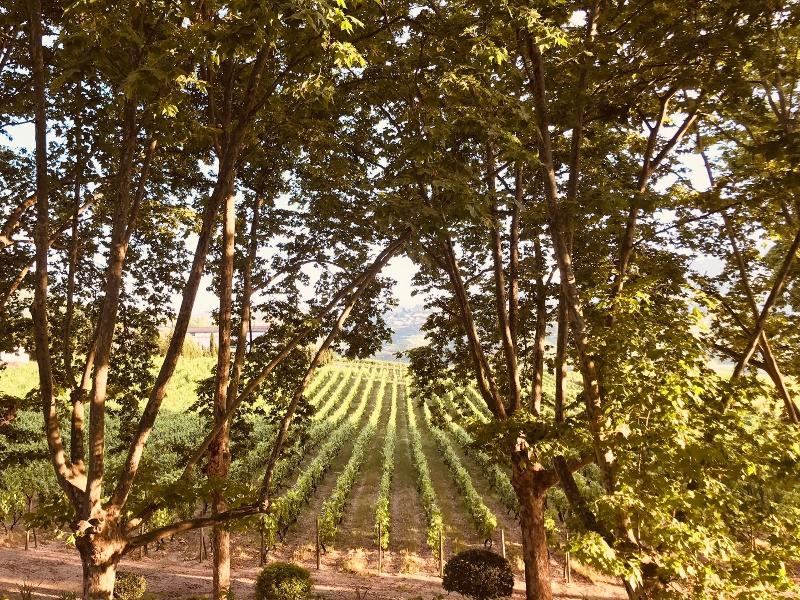The Wine House Hotel - Quinta da Pacheca - Genel