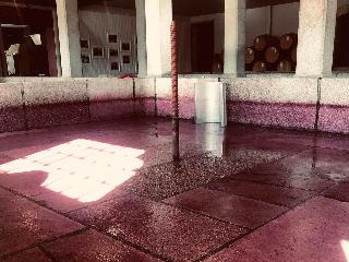 The Wine House Hotel - Quinta da Pacheca fotoÄŸrafÄ±