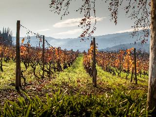 The Wine House Hotel - Quinta da Pacheca fotoÄŸrafÄ±