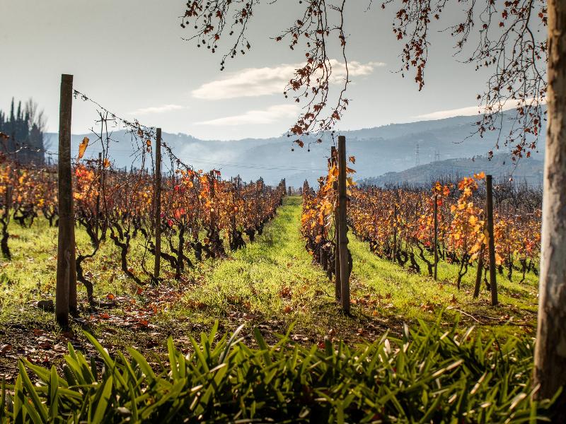 The Wine House Hotel - Quinta da Pacheca - Genel