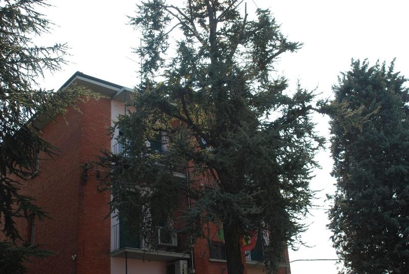 Hotel Tuscolano - Genel