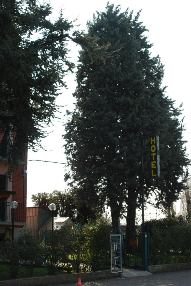 Hotel Tuscolano - Genel