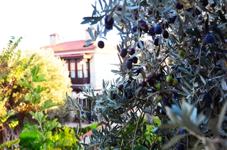 Imren Han Boutıque Hotel fotoÄŸrafÄ±