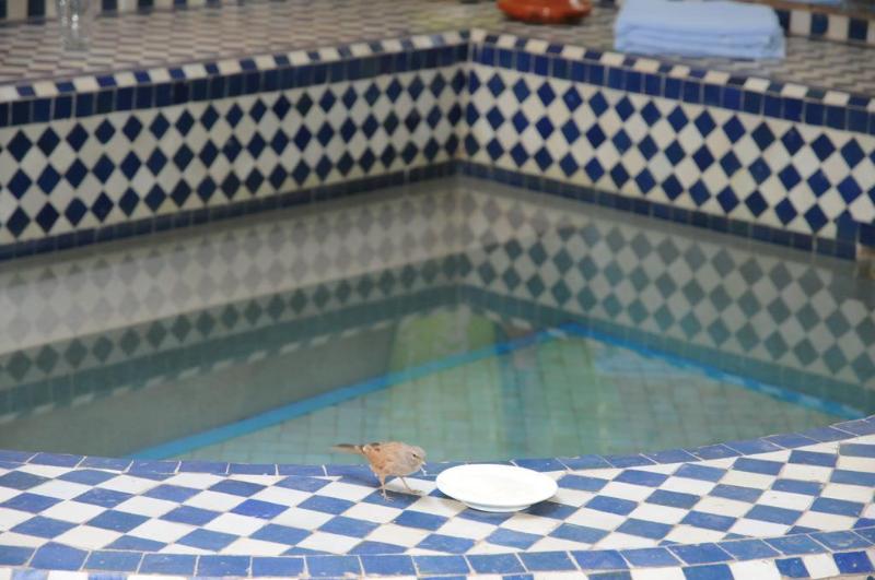 Riad Les Lauriers Blancs - Genel