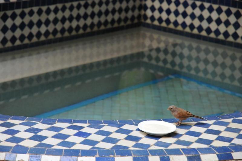 Riad Les Lauriers Blancs - Genel
