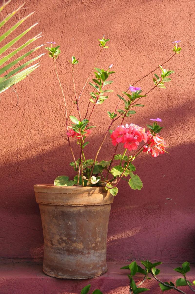 Riad Al Mamoune - Teras