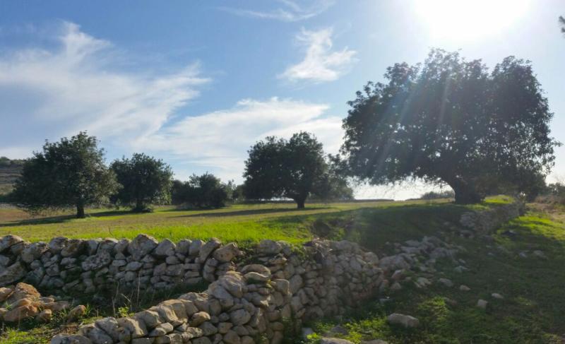 Casato Licitra - Genel