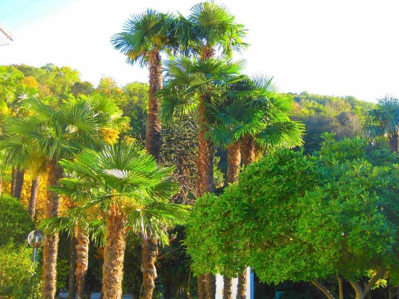 Albergo Gardenia - Genel