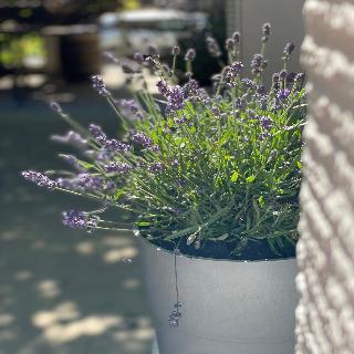 Auerstein fotoÄŸrafÄ±