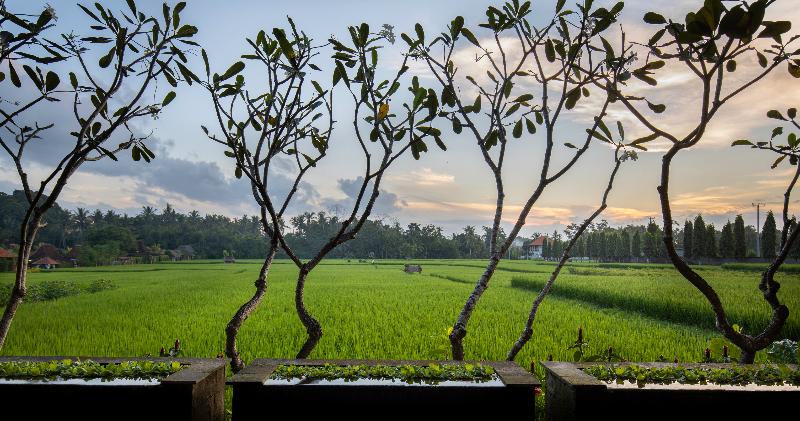 Villa Kayu Lama Ubud - Genel