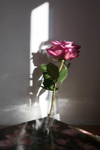 Boutiquehotel Goldene Rose fotoÄŸrafÄ±