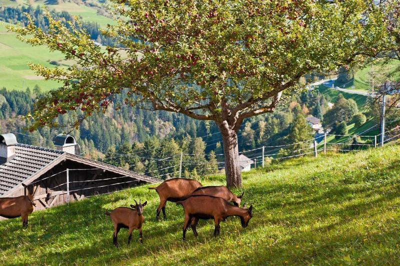 Gasthof Hotel Handl - Genel