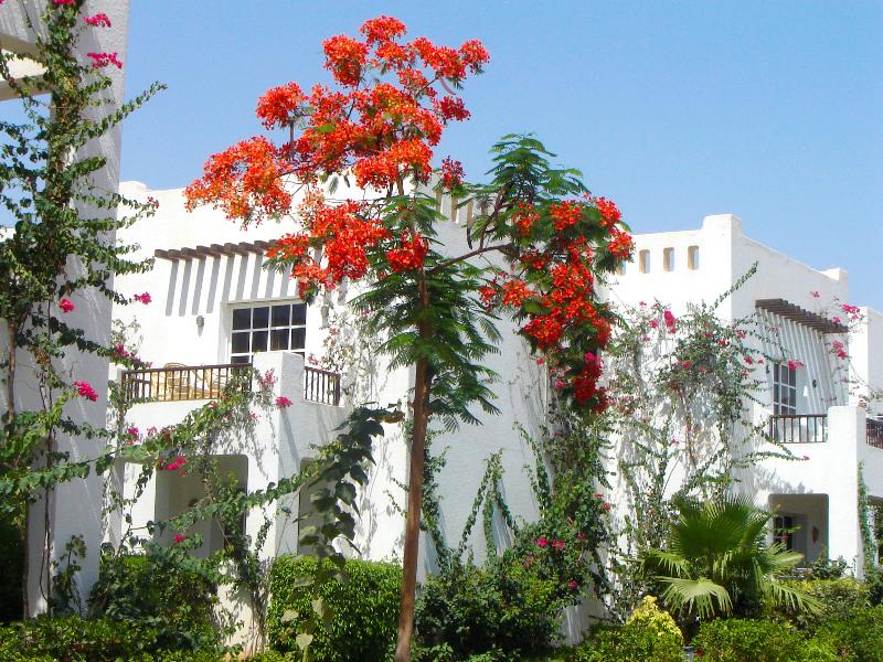 Delta Sharm Resort - Genel