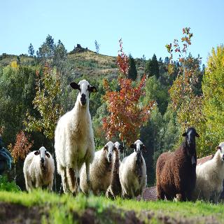 Quinta Da Mata fotoÄŸrafÄ±