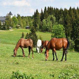 Landhotel Altes Zollhaus fotoÄŸrafÄ±