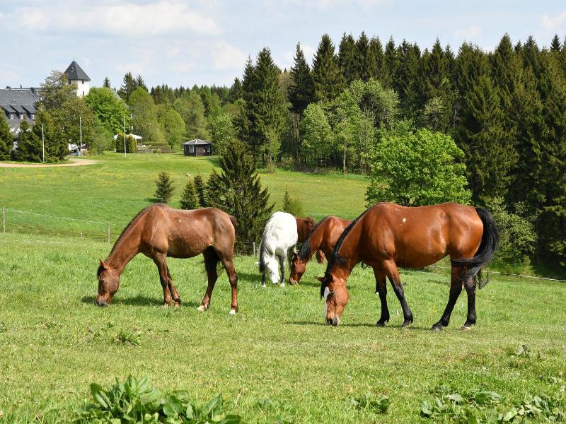 Landhotel Altes Zollhaus - Oda