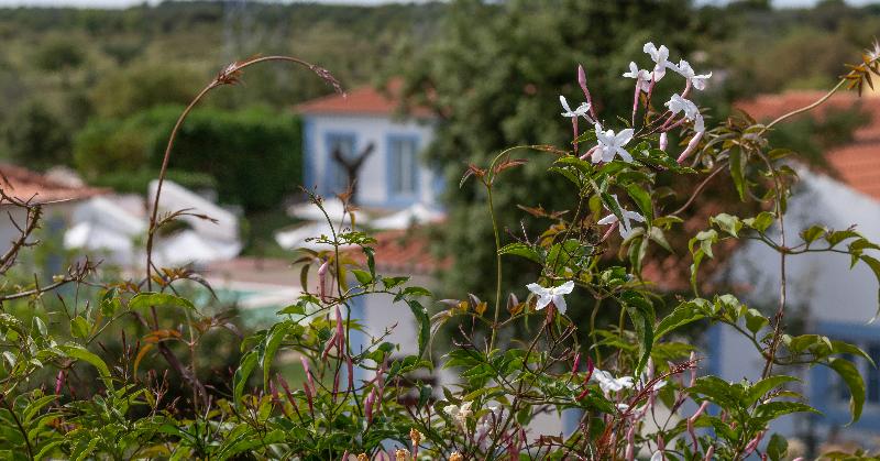 Monte do Giestal - Casas de Campo & SPA - Genel