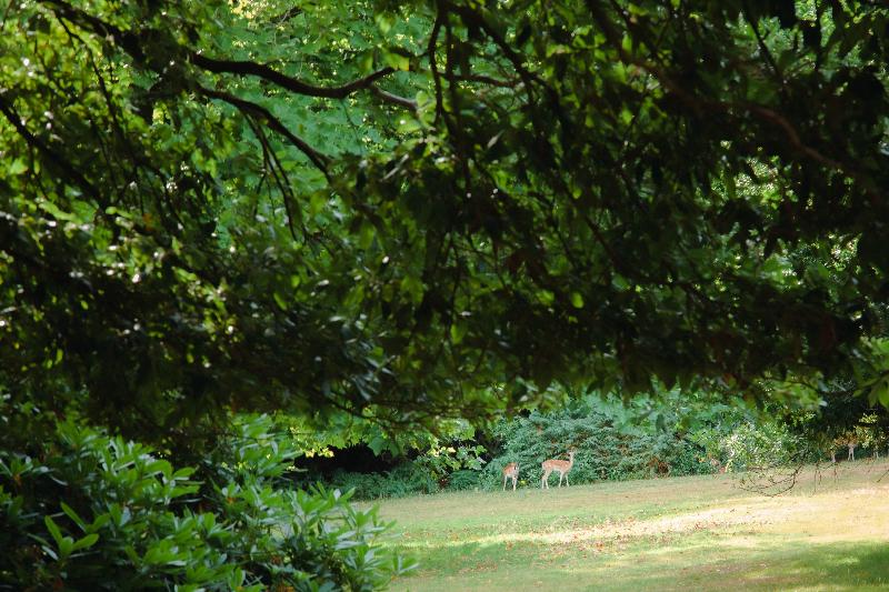 Ashdown Park Hotel & Country Club - Genel
