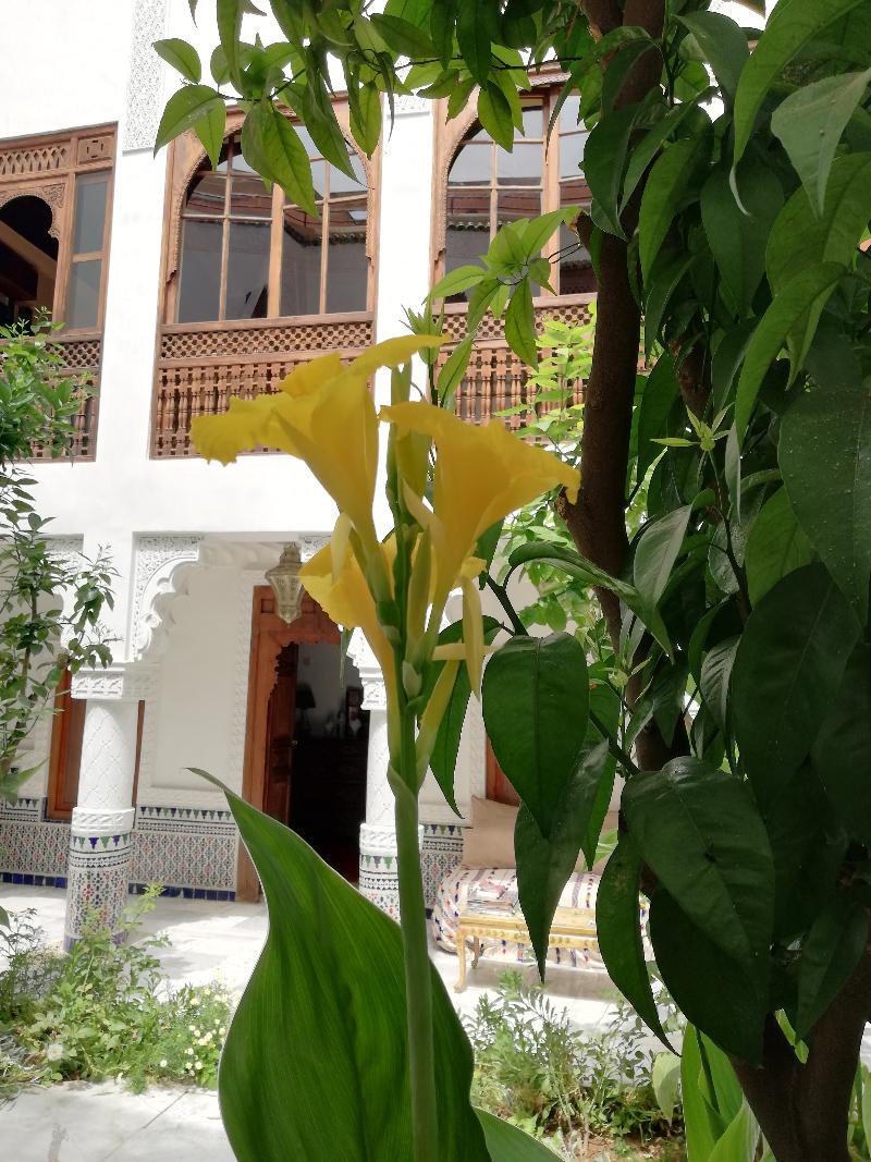 Riad Ben Youssef - Teras
