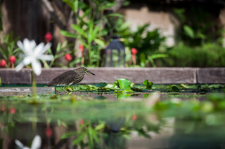 Sheraton Hua Hin Pranburi Villas fotoÄŸrafÄ±