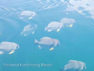 Parama Koh Chang Resort fotoÄŸrafÄ±