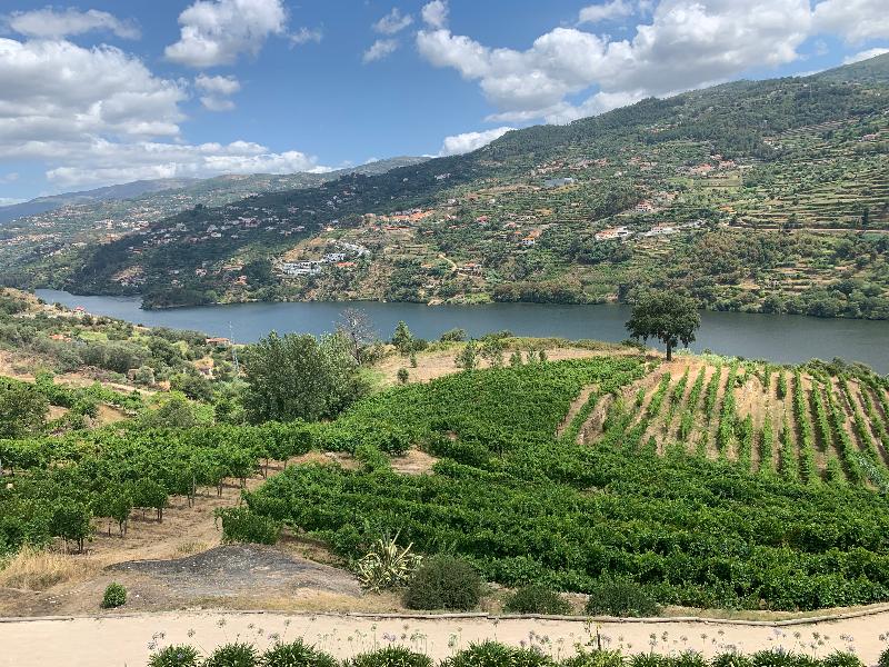 Douro Palace - Oda