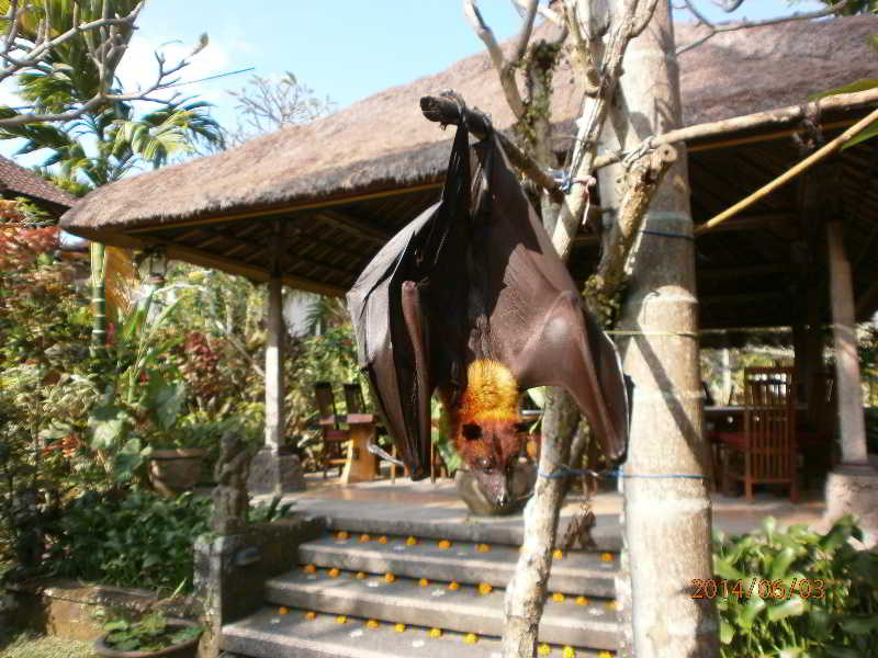Ubud Inn Resort fotoÄŸrafÄ±