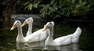 d'Omah fotoÄŸrafÄ±