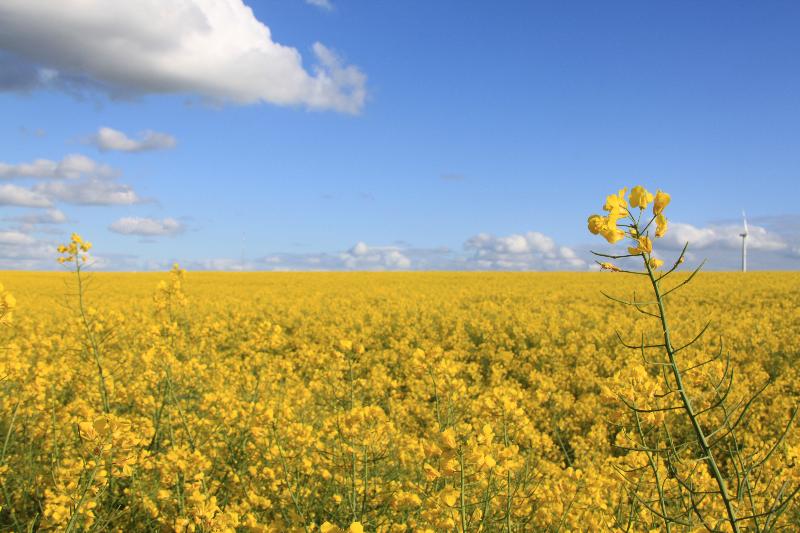 Land Gut Hotel Hermann - Genel
