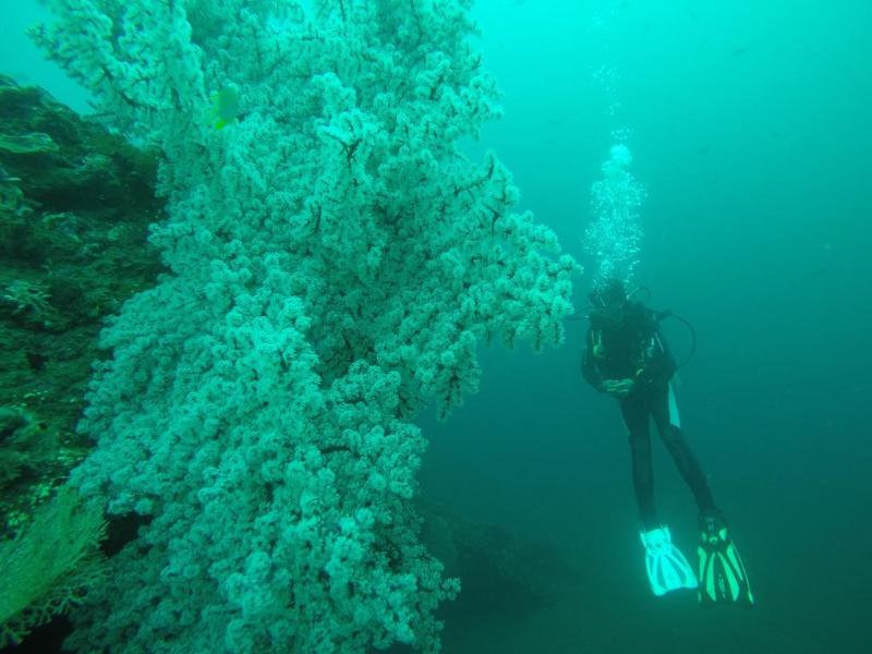 Ocean View Dive Resort Tulamben - Genel
