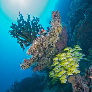 Sun Siyam Vilu Reef Maldives fotoÄŸrafÄ±
