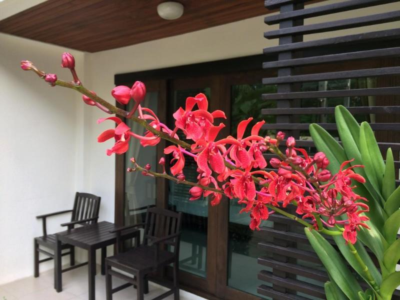 Ampha Place Hotel - Genel