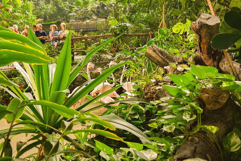Tropical Islands - Lobi