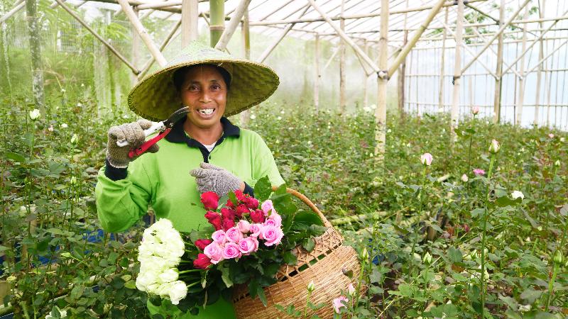 Bagus Agro Pelaga - Genel