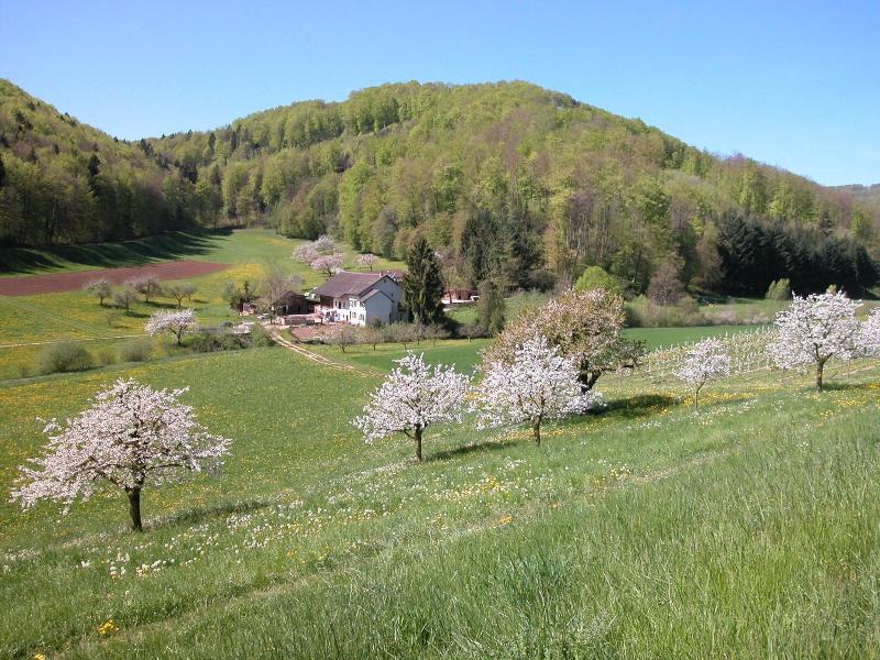 Hotel Bienenberg - Genel